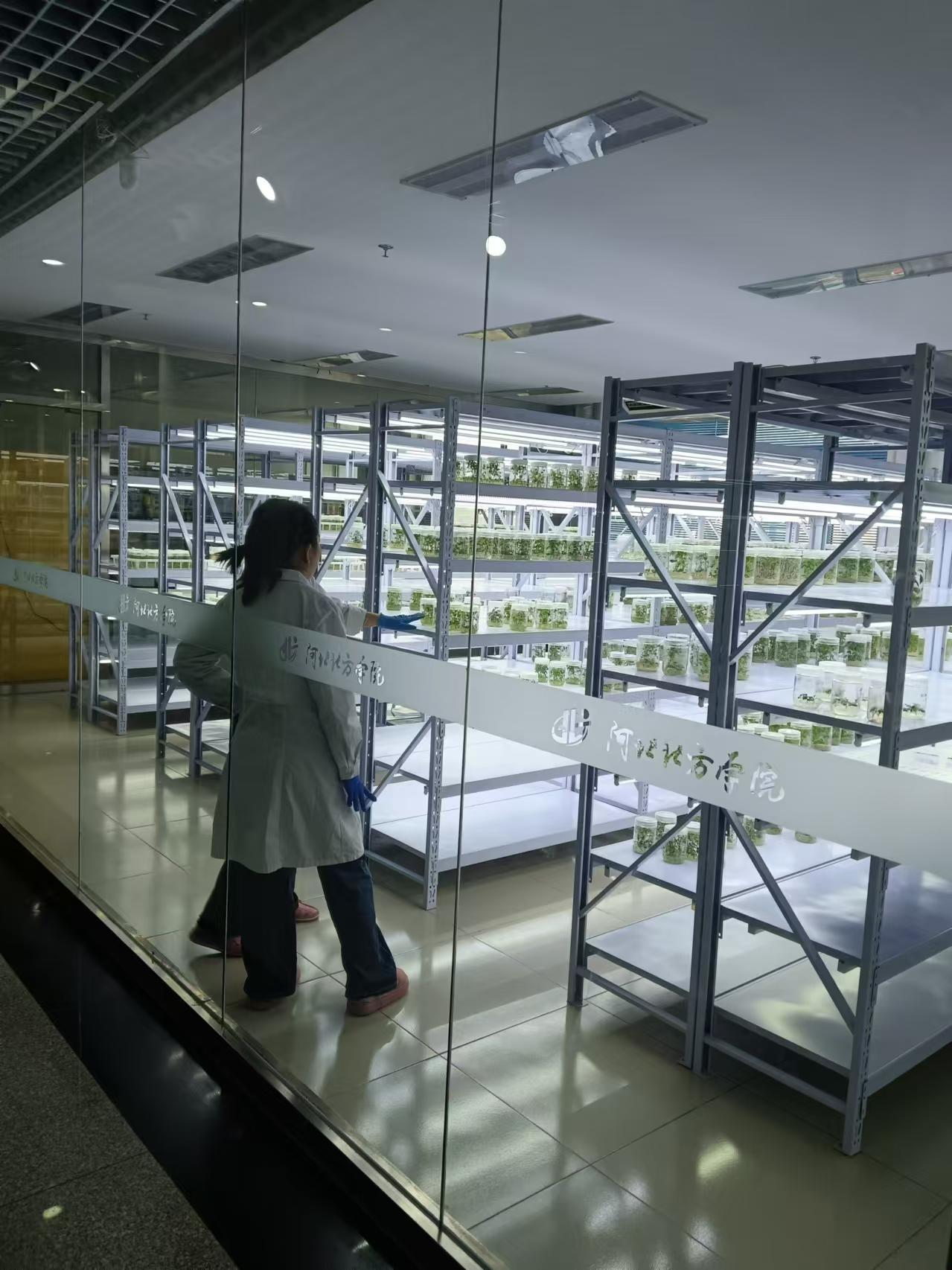 密云植物组培室设计的基本布局有哪些？