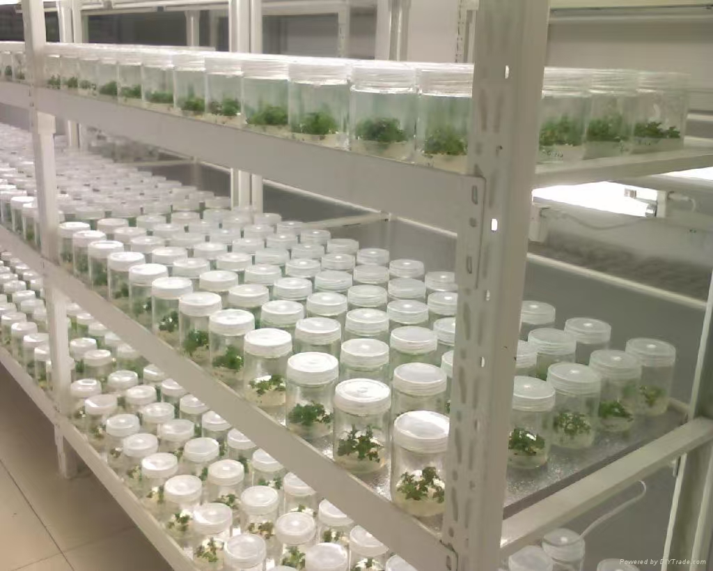 密云组培实验室应该如何布局